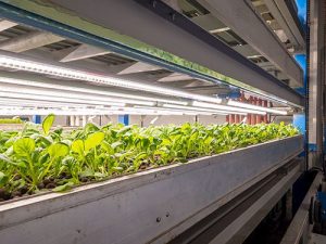 vertical farm system